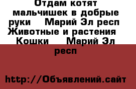 Отдам котят мальчишек в добрые руки. - Марий Эл респ. Животные и растения » Кошки   . Марий Эл респ.